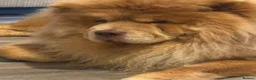 Chow Chow dogs for sale: Lilic chow chow for sale  - Advert 3