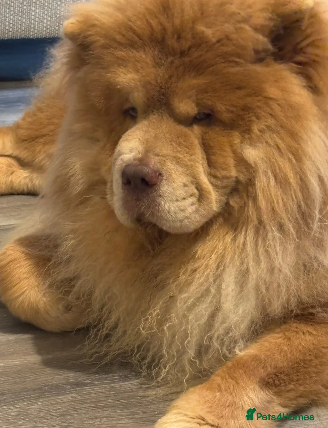 Chow Chow dogs for sale: Lilic chow chow for sale  - Advert 3
