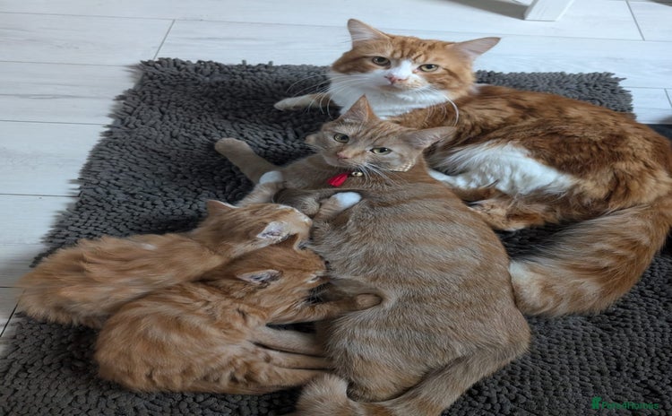 Mixed Breed cats - Advert 8