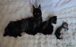 Maine Coon cats for sale: European Maine coon Kittens - Image 20