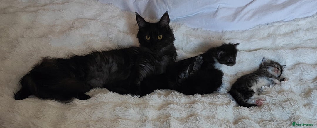 Maine Coon cats for sale: European Maine coon Kittens - Image 20
