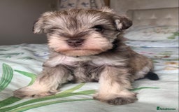 Miniature Schnauzer dogs for sale: KC BVA/MAC Chocolate Pepper Mini Schnauzers - Image 7