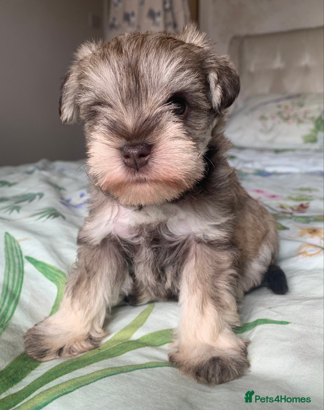Miniature Schnauzer dogs for sale: KC BVA/MAC Chocolate Pepper Mini Schnauzers - Image 7