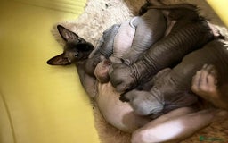 Sphynx cats for sale: Sphynx kittens✨ - Image 7