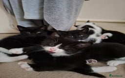 Mixed Breed cats for sale: seven funny kittens - Image 23