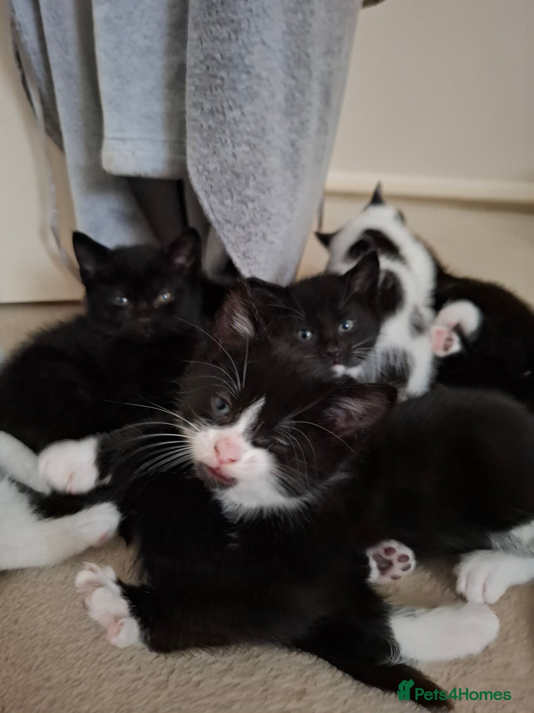 Mixed Breed cats for sale: seven funny kittens - Image 23