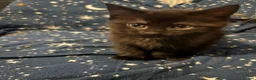British Shorthair cats for sale: Two little lovely female kittens  - Advert 4
