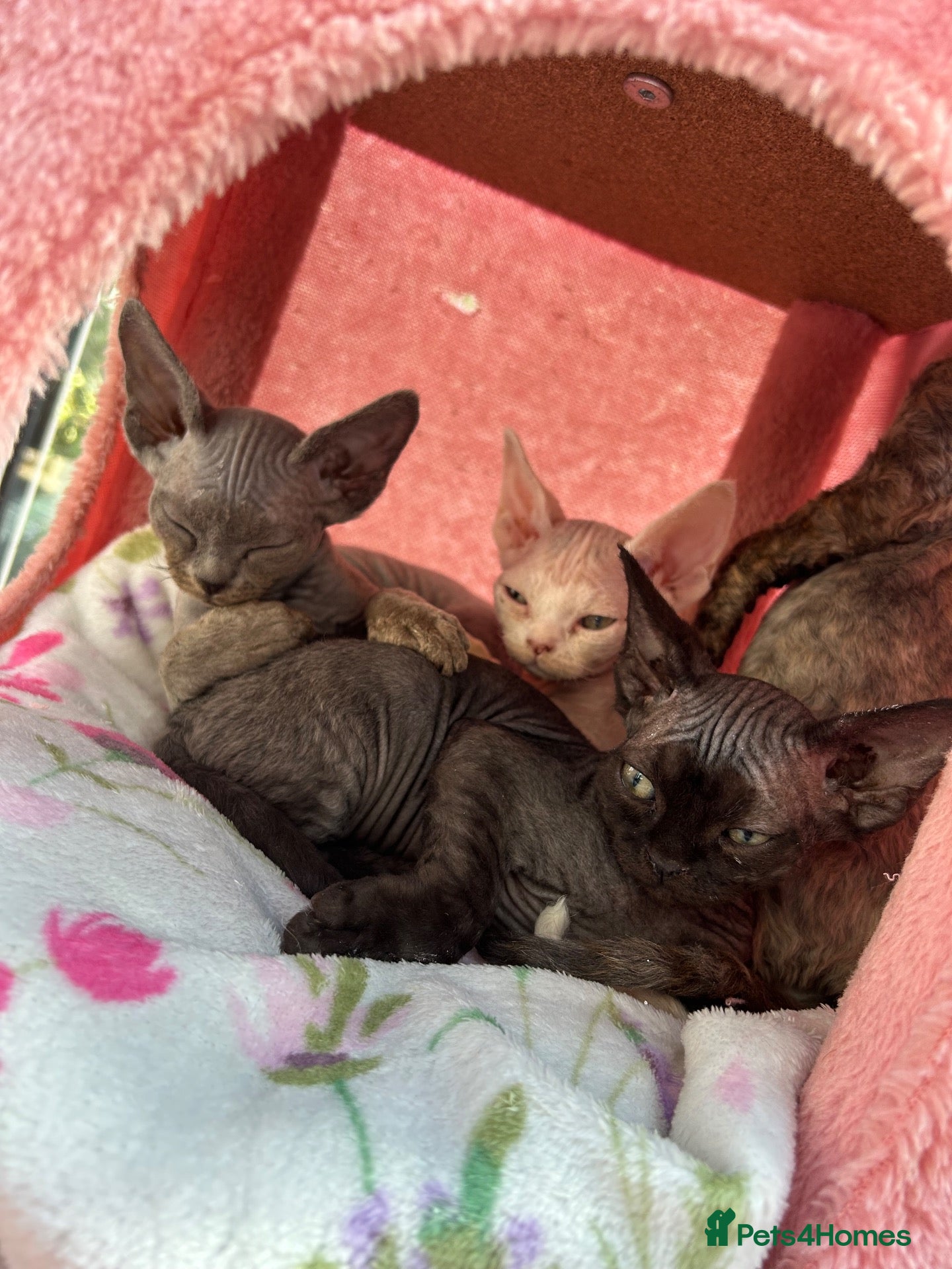 Devon Rex cats Fife reg Devon Rex kittens  - Advert 12