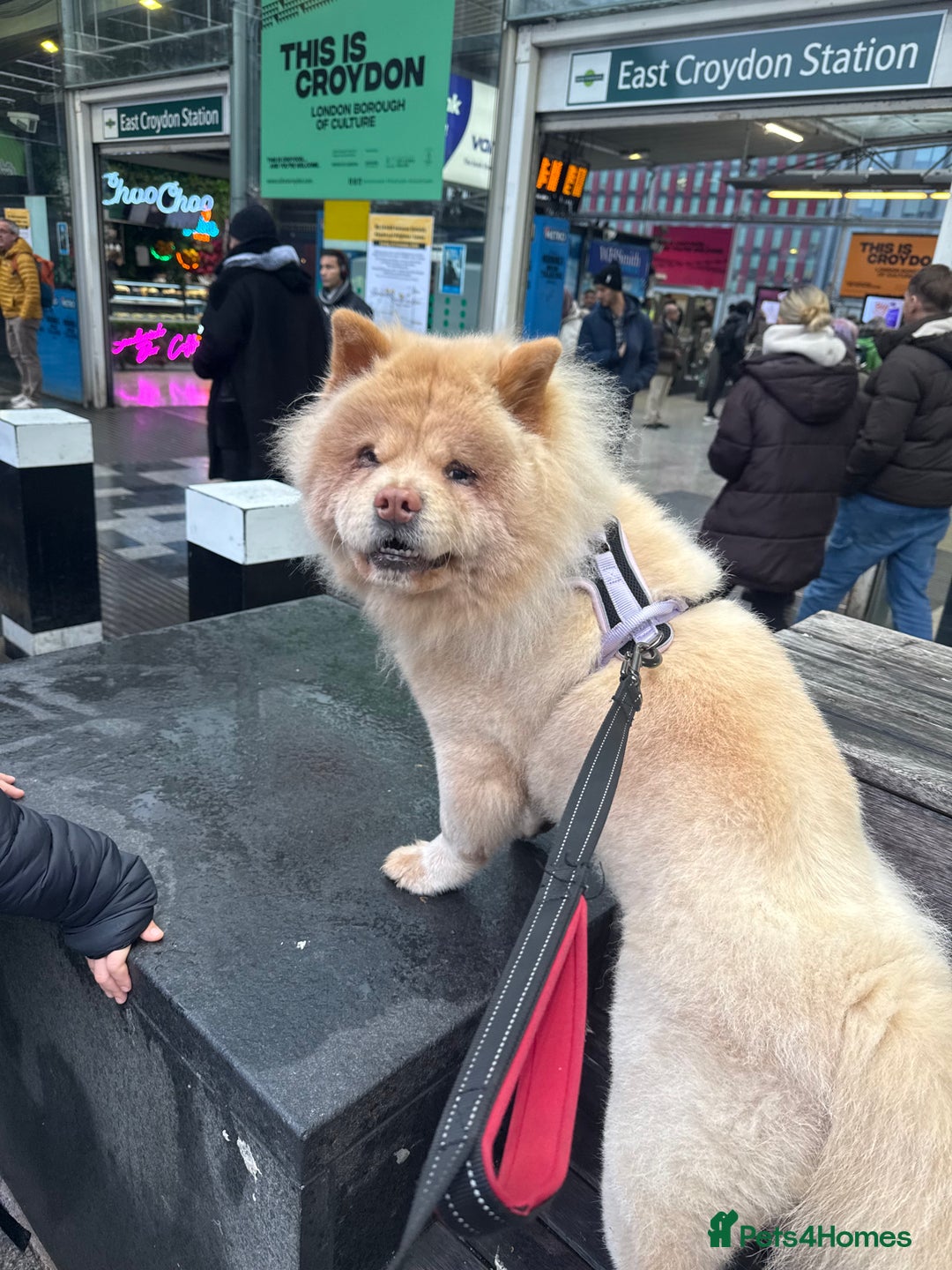 Chow Chow dogs for sale: Chow chow  - Advert 1