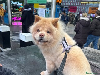 Chow Chow dogs Chow chow - Advert 2