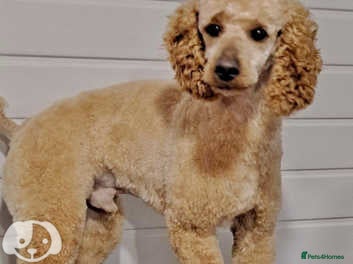 Miniature Poodle dogs mintiure poodle stud only kc health tested in Ely - Advert 1