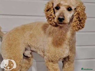 Miniature Poodle dogs in Ely - Advert 1