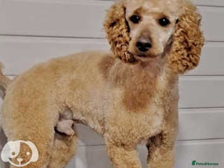 Miniature Poodle dogs mintiure poodle stud only kc health tested in Ely - Advert 14