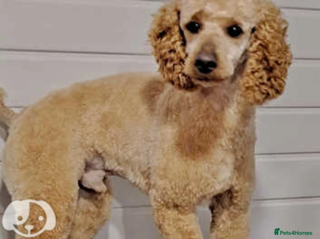 Miniature Poodle dogs for stud: mintiure poodle stud only kc health tested in Ely - Advert 1
