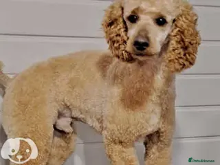 Miniature Poodle dogs mintiure poodle stud only kc health tested in Ely - Advert 7