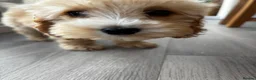 Cockapoo dogs for stud: Cockapoo Stud - Advert 5