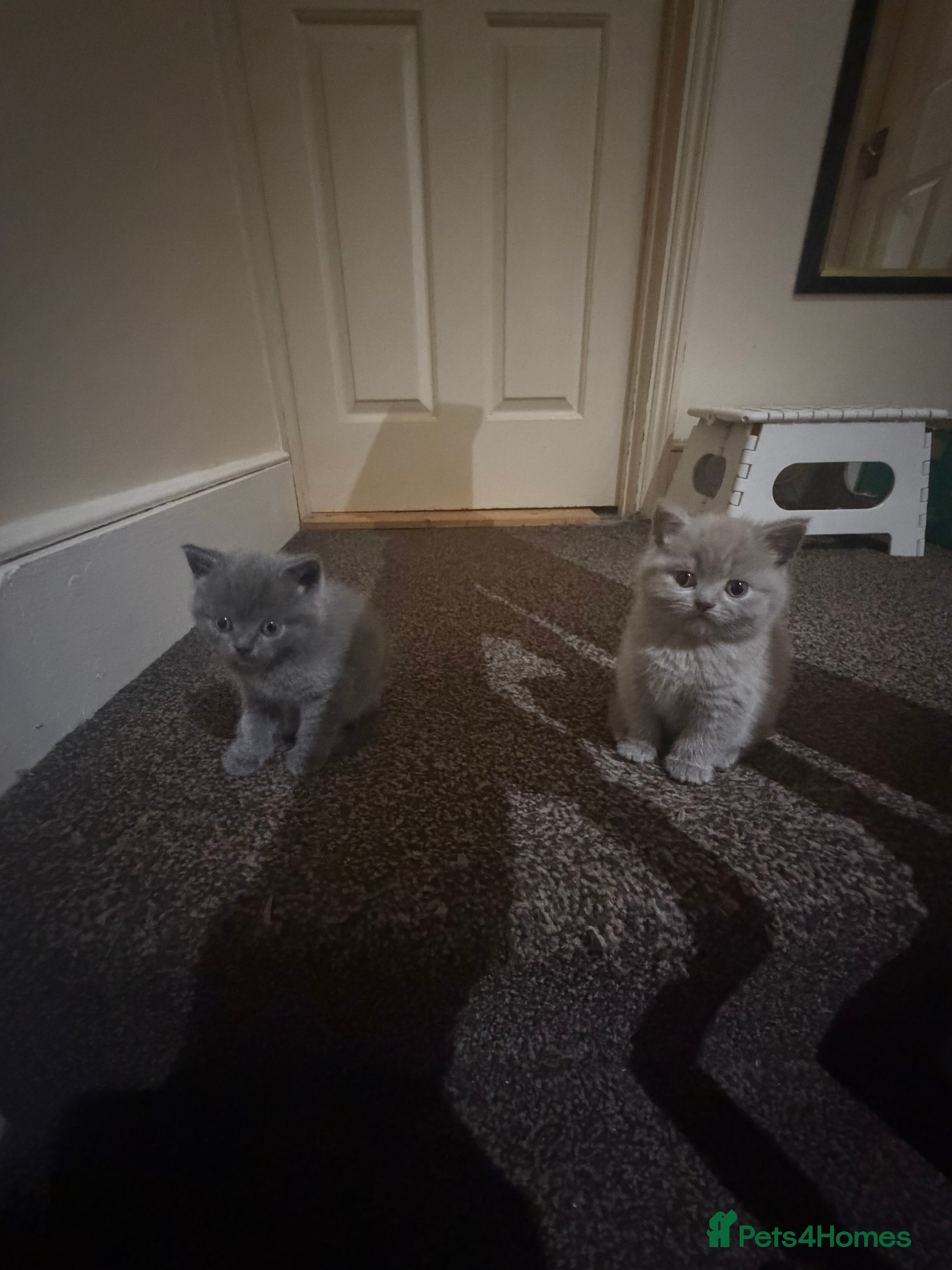 British Shorthair cats Cute and cuddly British Shorthaired kittens  - Advert 1