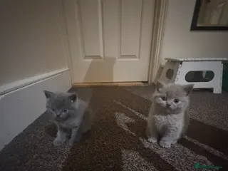 British Shorthair cats Cute and cuddly British Shorthaired kittens - Advert 1