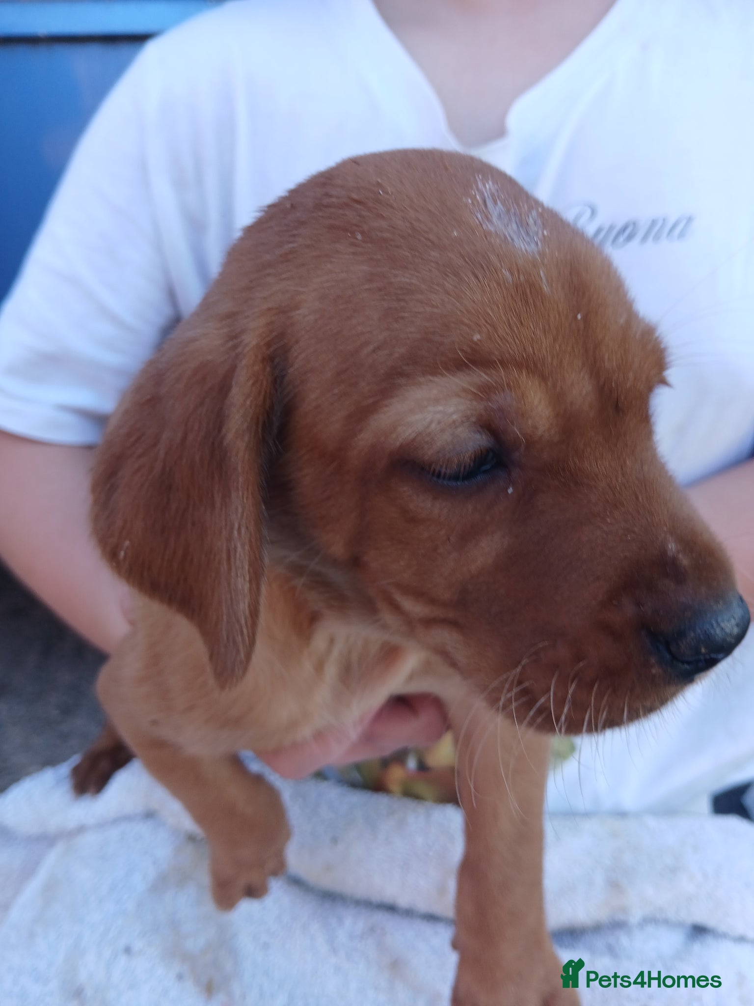 Labrador Retriever dogs for sale: Fabulous litter of golden and fox red lab puppies. - Advert 22
