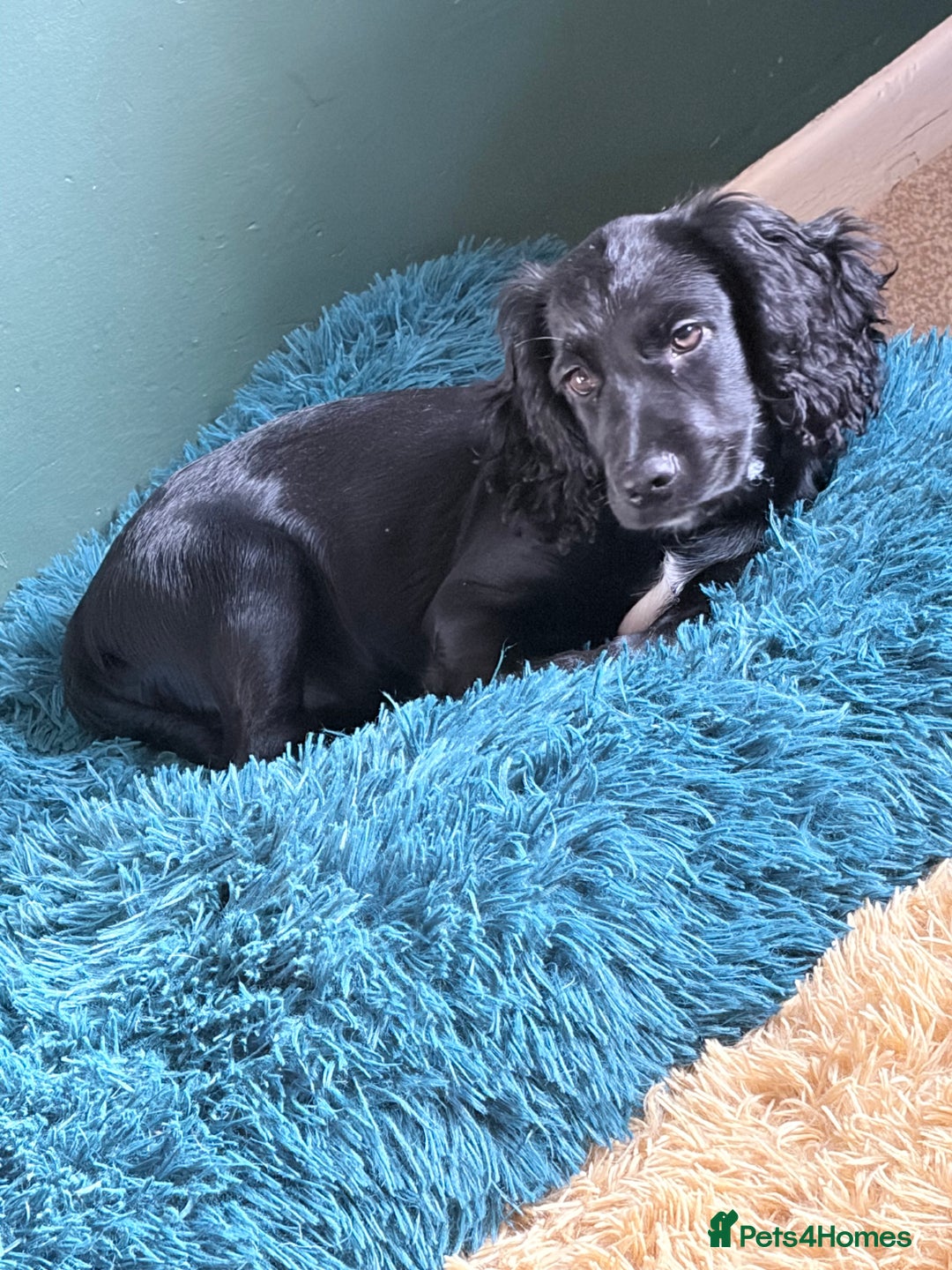 Cocker Spaniel dogs for sale: 12 week old cocker spaniel - Image 3