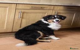 Australian Shepherd dogs for sale: Black Tri Aussie Boy in Abingdon - Image 4