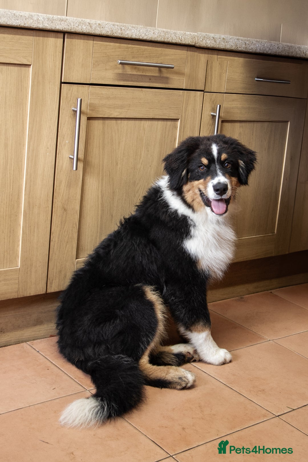 Australian Shepherd dogs for sale: Black Tri Aussie Boy in Abingdon - Image 4