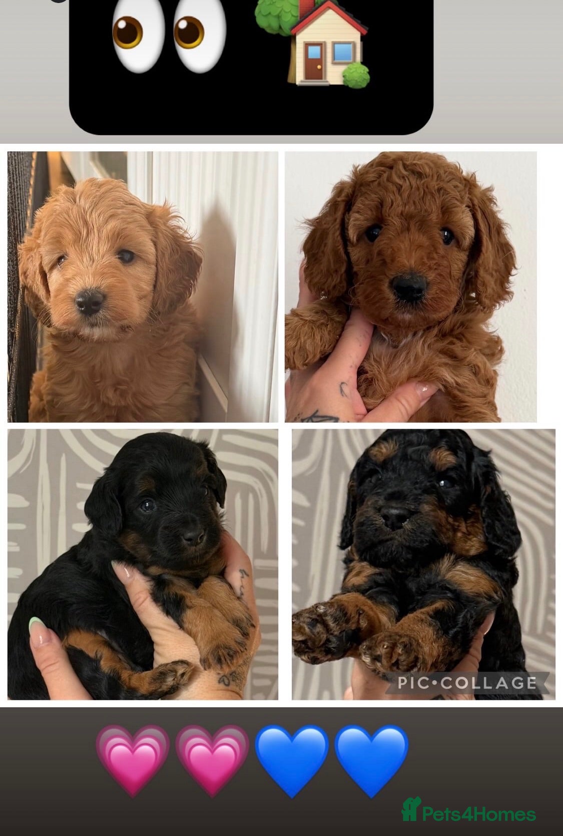 Cockapoo dogs Beautiful f1b cockapoos for sale  - Advert 1