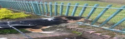Border Collie dogs for stud: Friendly Male Border Collie – Ash - Advert 6