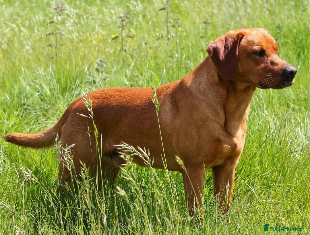 Labrador Retriever dogs for sale: KC registered Working Labrador Pups - Image 4