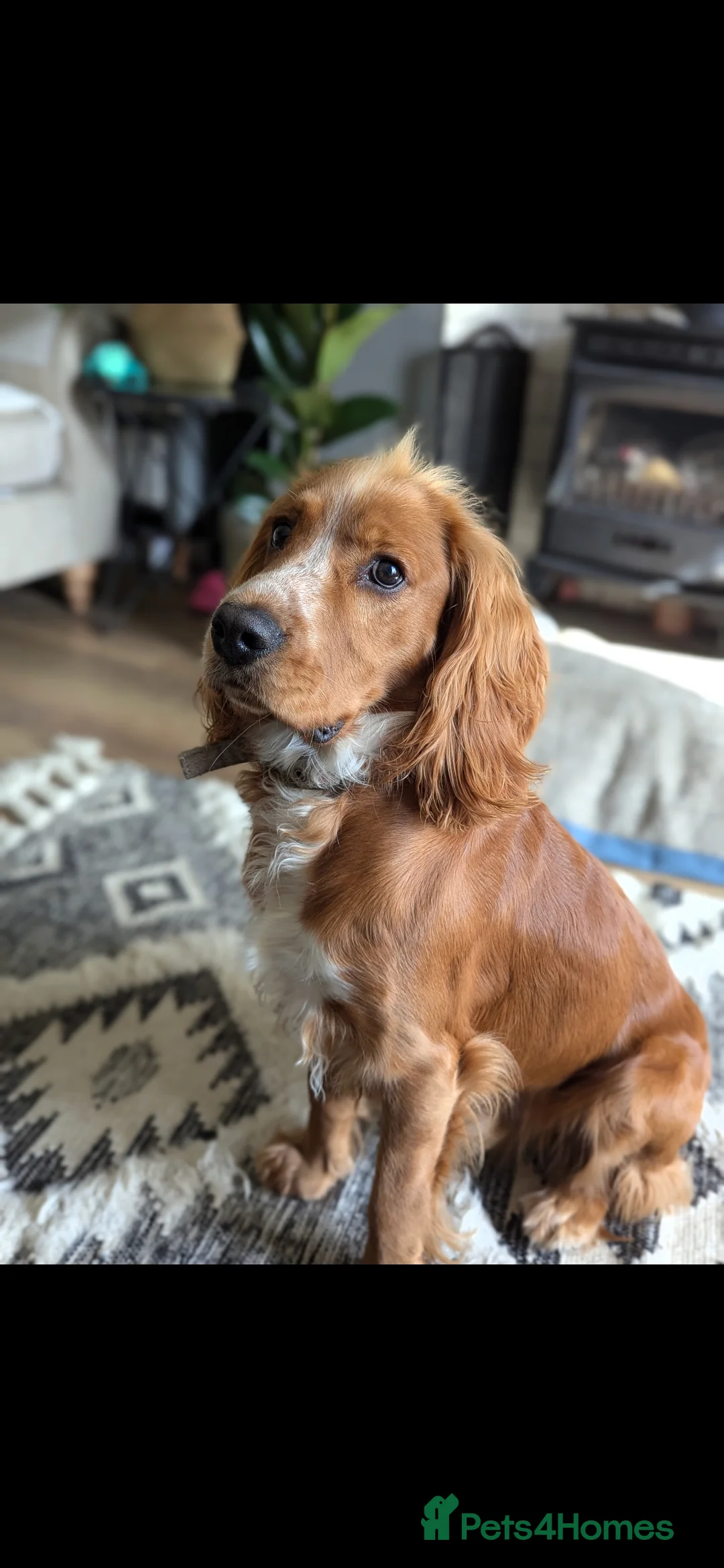 Cocker Spaniel dogs for sale: Male working cocker spaniel  - Advert 4
