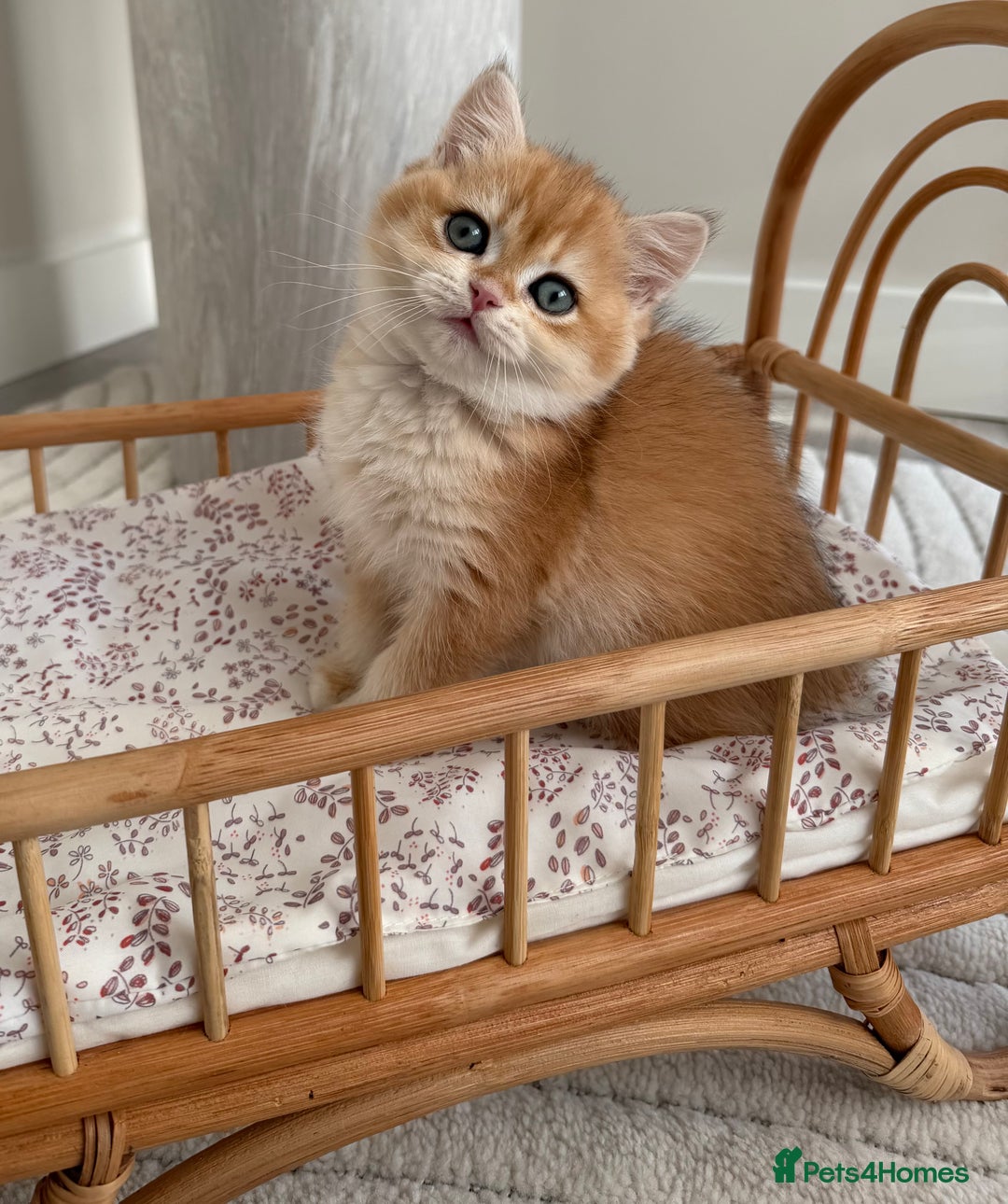 British Shorthair cats for sale: Golden British shorthair kittens - Advert 11