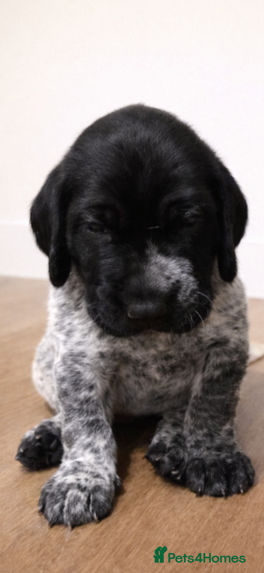 German Shorthaired Pointer dogs for sale: German shorthaired pointer - Advert 5