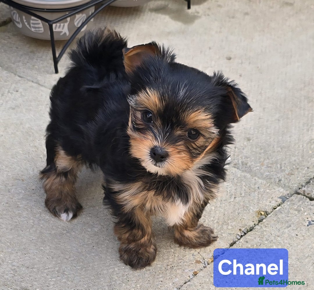 Yorkshire Terrier dogs for sale: Miniature Yorkshire Terrier Puppies - Image 12