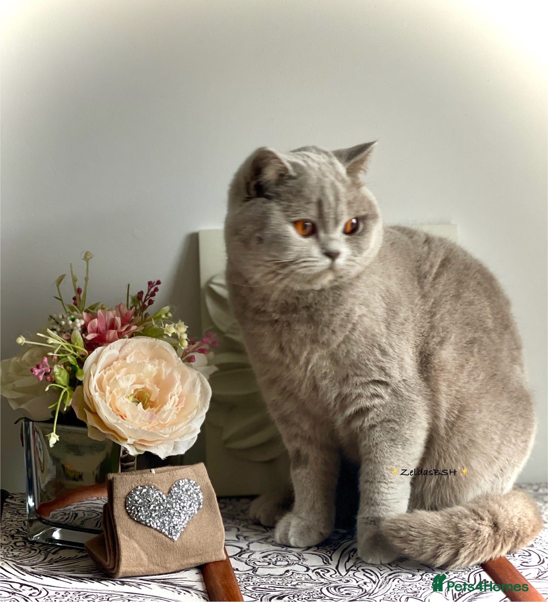 British Shorthair cats 💕Beautiful BSH lilac girl💕 - Advert 15