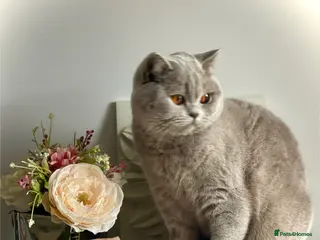 British Shorthair cats 💕Beautiful BSH lilac girl💕 - Advert 15