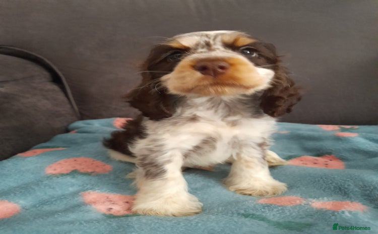 Cocker Spaniel dogs - Advert 1