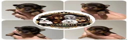 Chipoo dogs for sale: 💎 EXQUISITE TINY CHIPOO BOY PUPPIES AVAILABLE 💎  - Advert 29