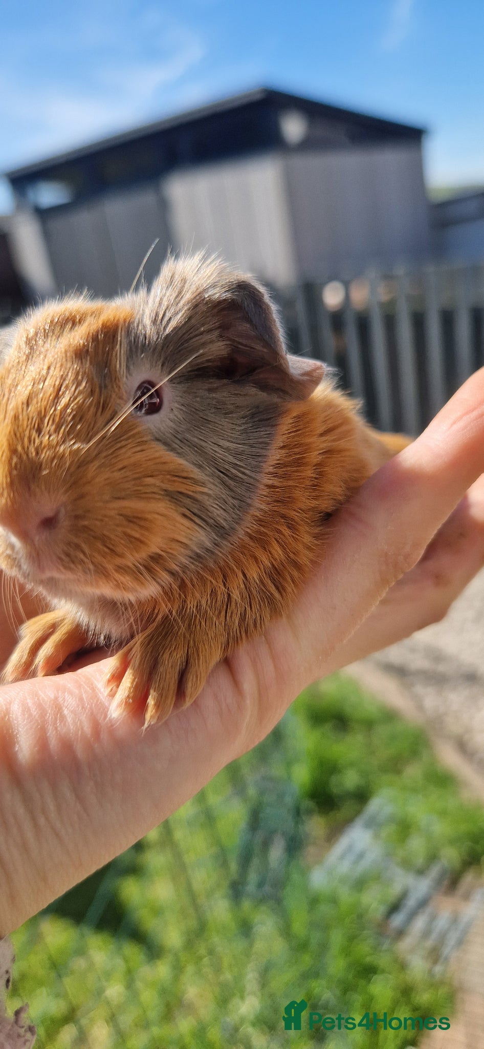 Guinea Pig rodents Beautiful Sheltie boy available on 27th May 2026  - Advert 2
