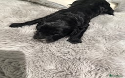 Cockapoo dogs for sale: Miniature f1 Cockapoos puppies - Advert 37