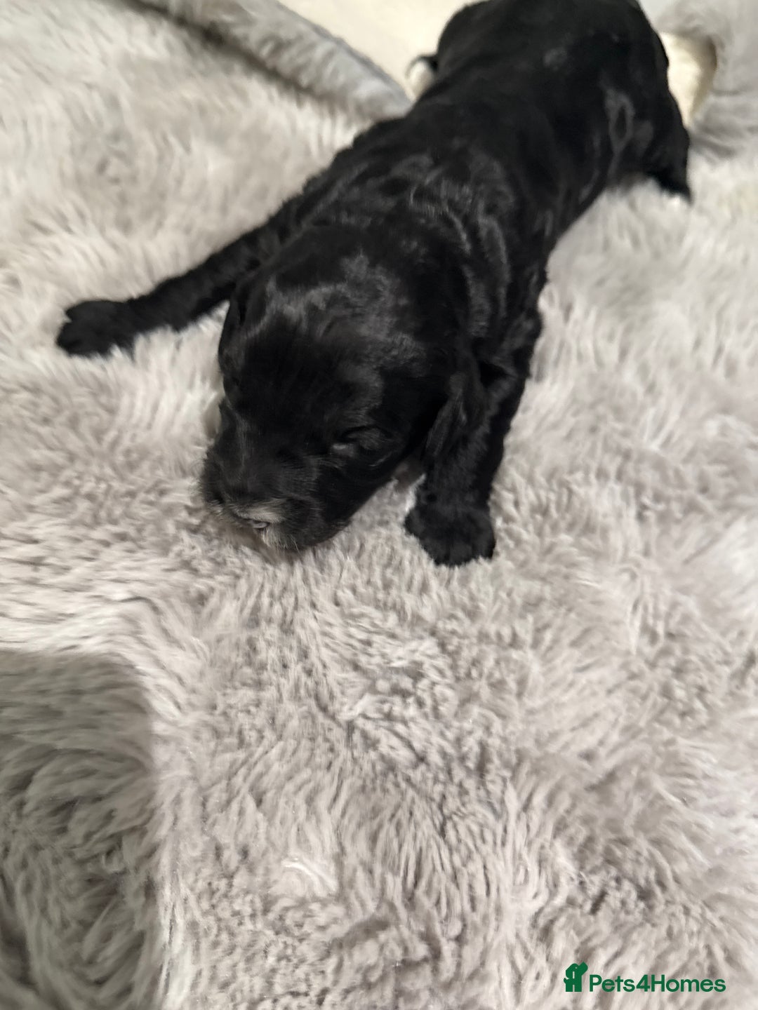 Cockapoo dogs for sale: Miniature f1 Cockapoos puppies - Advert 37