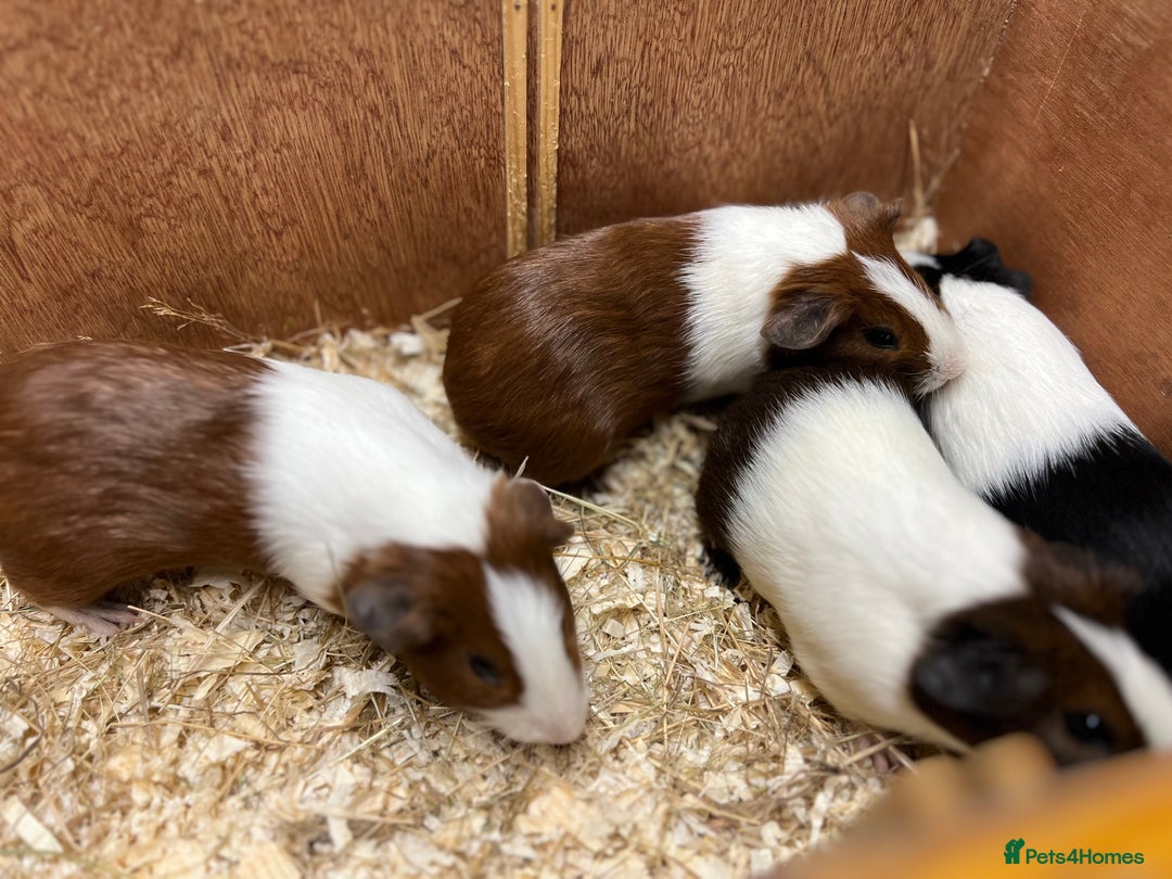 Guinea Pig rodents for sale: Bonded boars/boys - Image 4