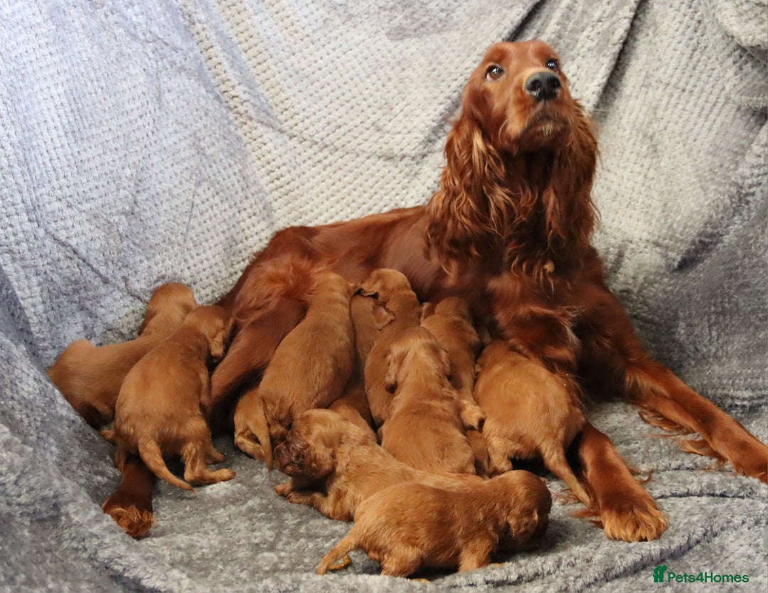 Irish Setter dogs for sale: Outstanding KC Reg Irish Setter puppies  - Image 2