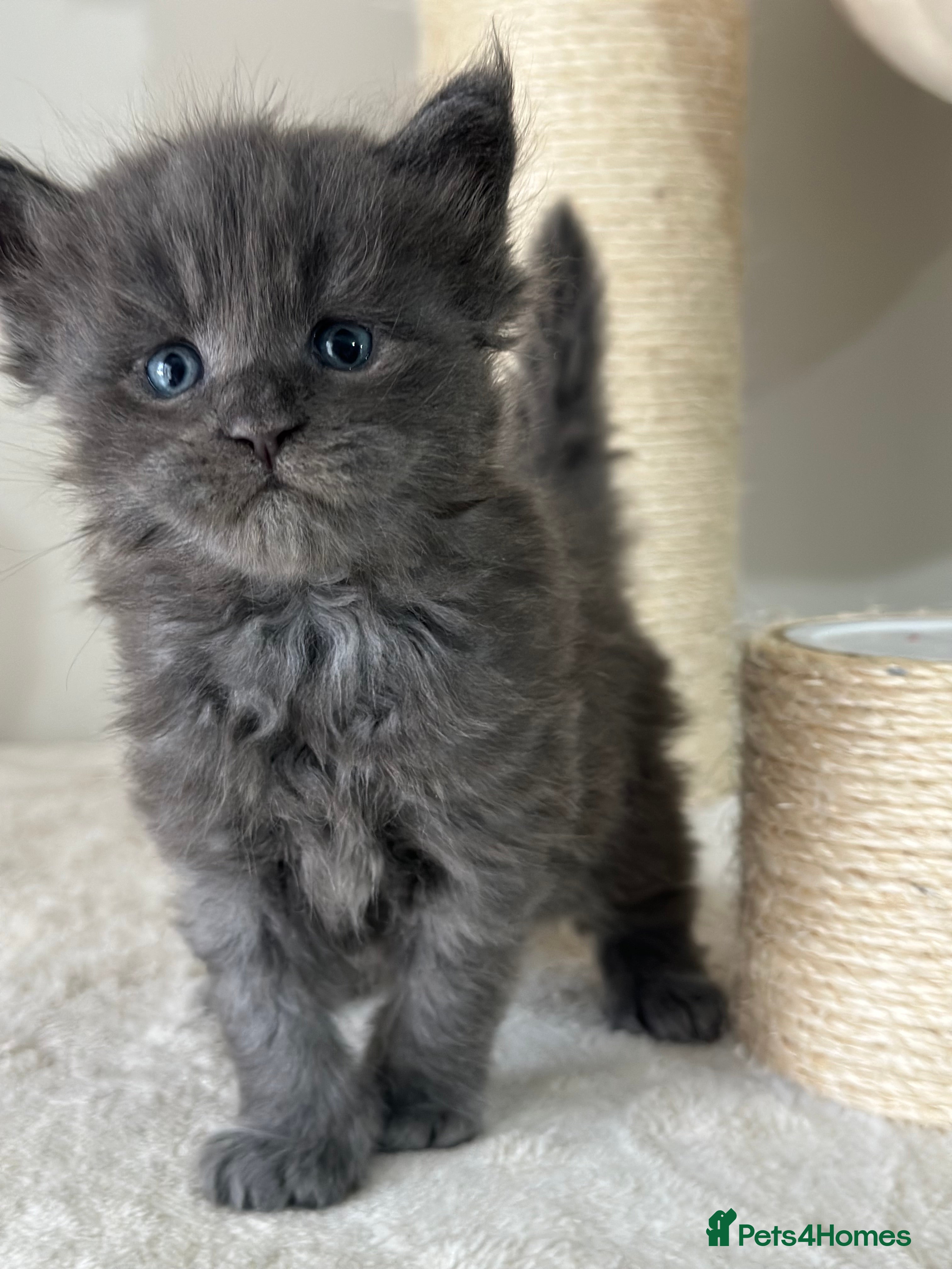 Maine Coon cats for sale: Stunning TICA Registered Maine Coon Kittens - Advert 1
