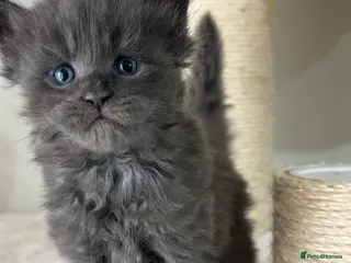 Maine Coon cats Stunning TICA Registered Maine Coon Kittens - Advert 1