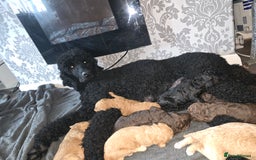 Standard Poodle dogs for sale: Standard Poodle Puppies READY TO LEAVE NOW  - Image 19