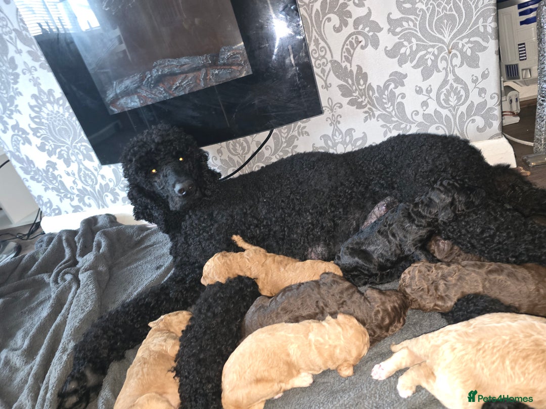 Standard Poodle dogs for sale: Standard Poodle Puppies READY TO LEAVE NOW  - Image 19