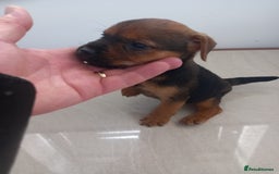 Mixed Breed dogs for sale: Patterdale x border terrier  - Image 13