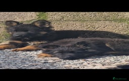 German Shepherd dogs for sale: German Shepherd pups  - Image 4