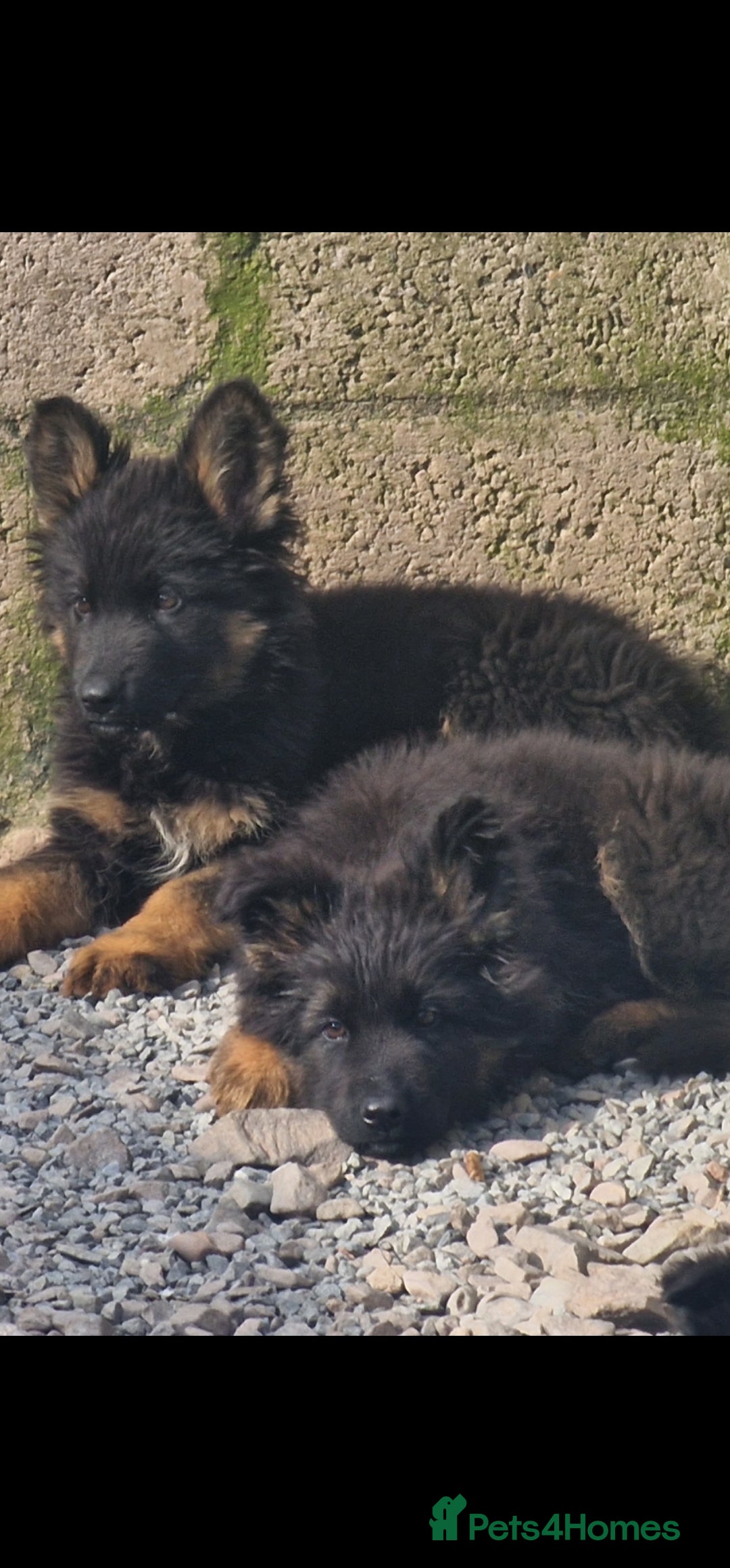 German Shepherd dogs for sale: German Shepherd pups  - Image 4