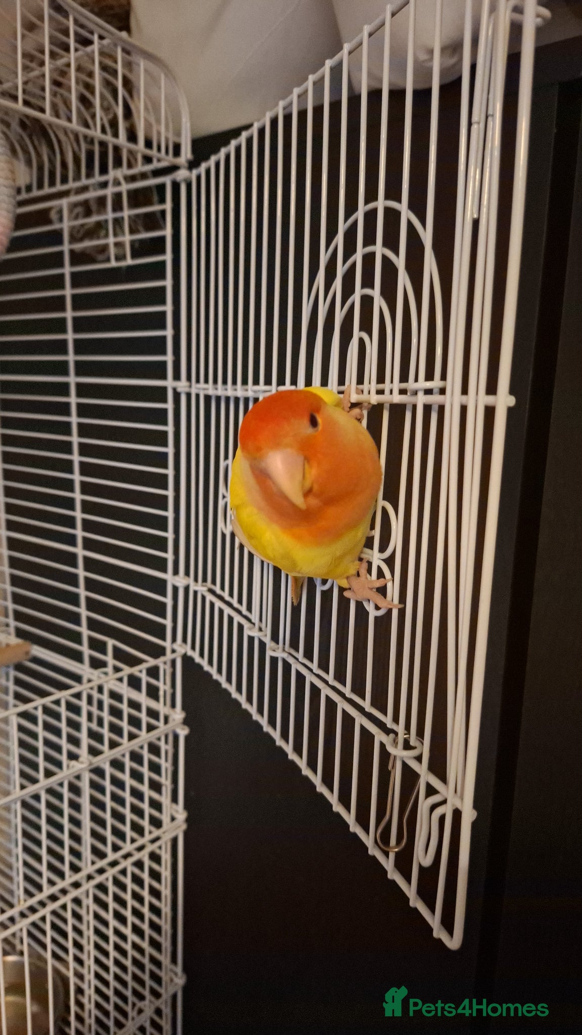 Lovebirds birds Lovebird for sale to good home  - Advert 11